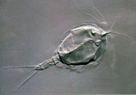 Bundenbach_Fossils_Arthropoda