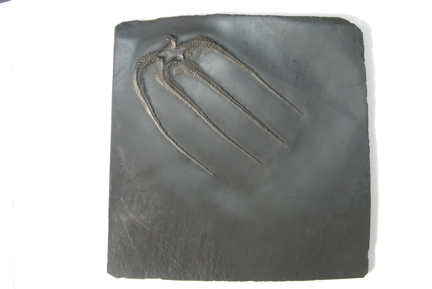 Furcaster decheni, Bundenbach_#2