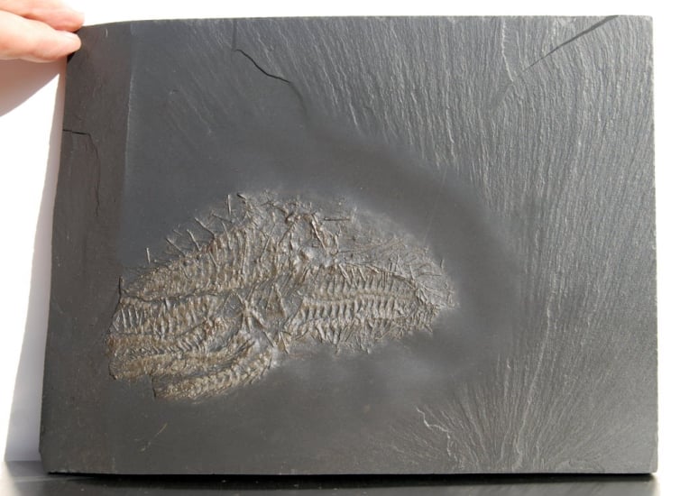 Hystrigaster horridus_Bundenbach