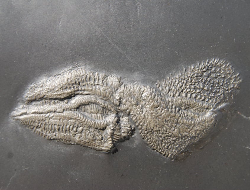 Jaekelaster schlueteri-Bundenbach-Bundenbach-Zoom