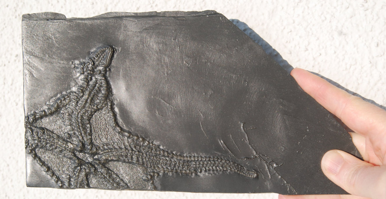 Euzonosoma tischbeinianum_Bundenbach