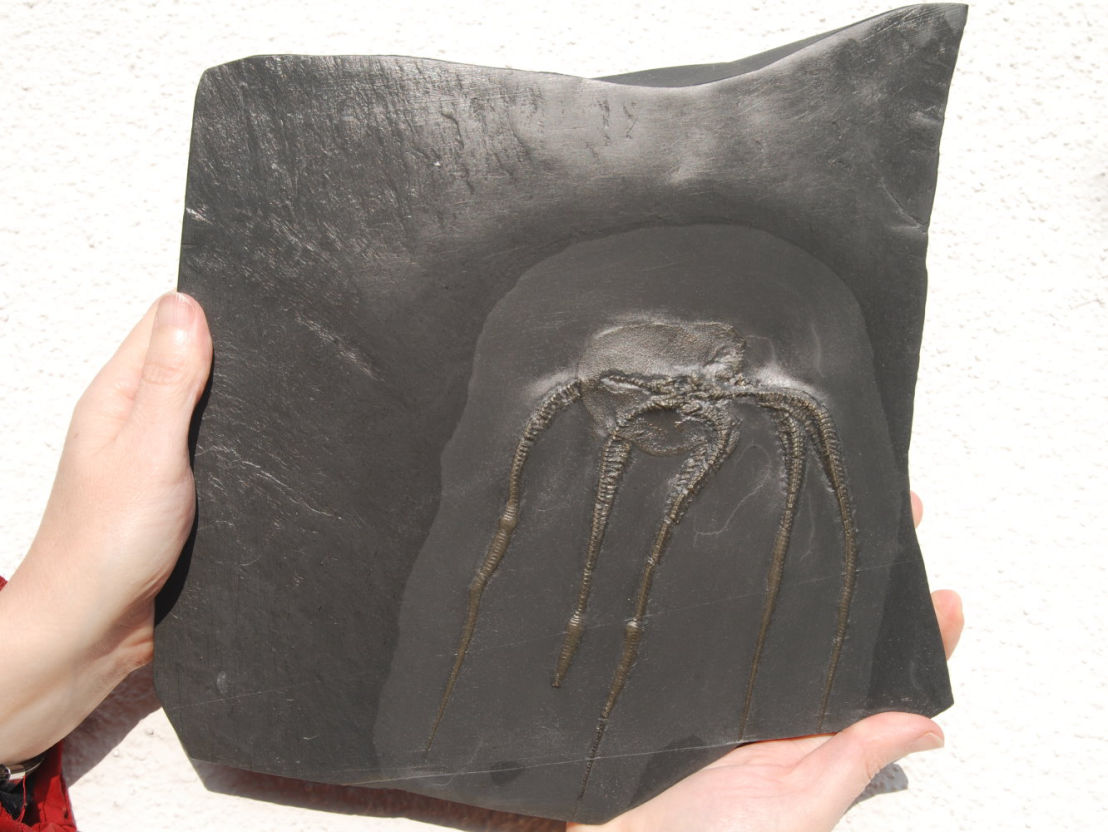 Furcaster decheni, Bundenbach