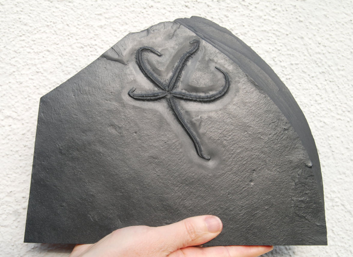 Urasterella asperula_Bundenbach