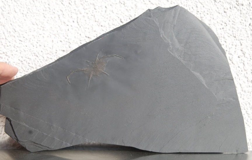 Mimetaster hexagonalis_Bundenbach