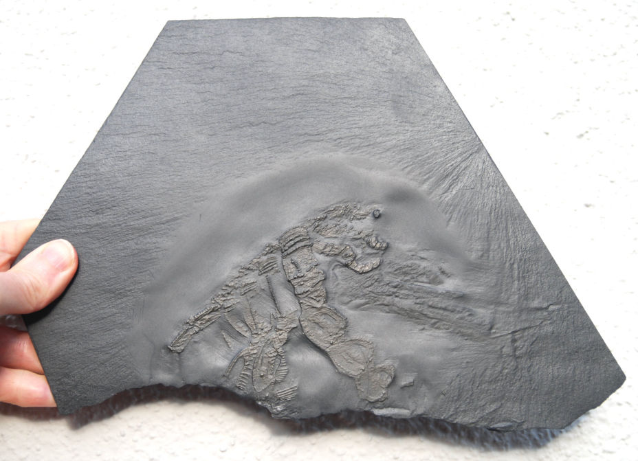 Palaeoisopus problematicus_Bundenbach