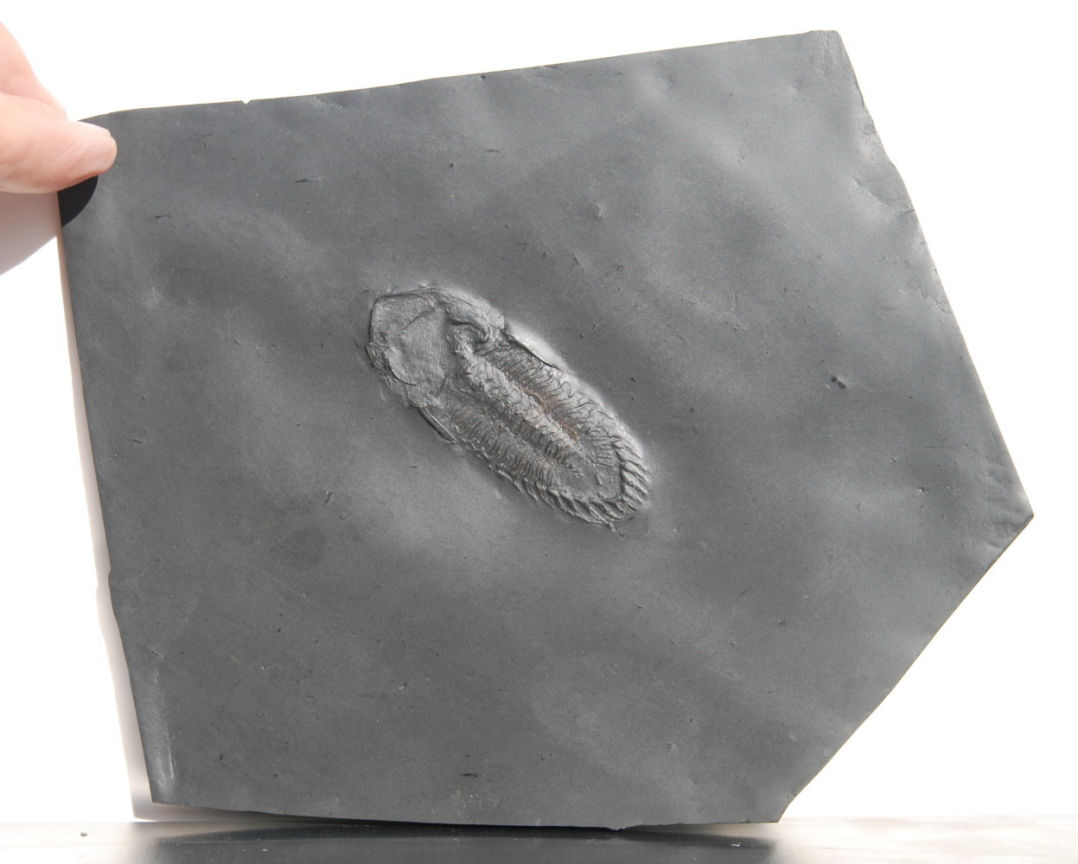 Rhenops sp._Bundenbach