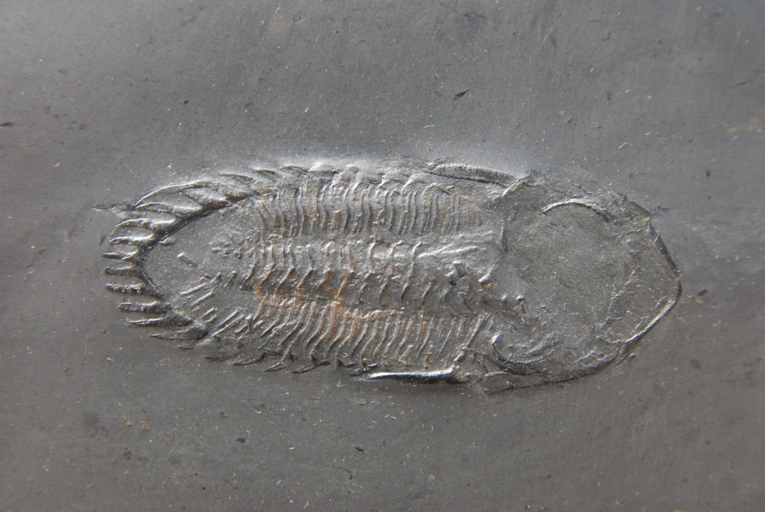 Rhenops sp._Bundenbach_zoom