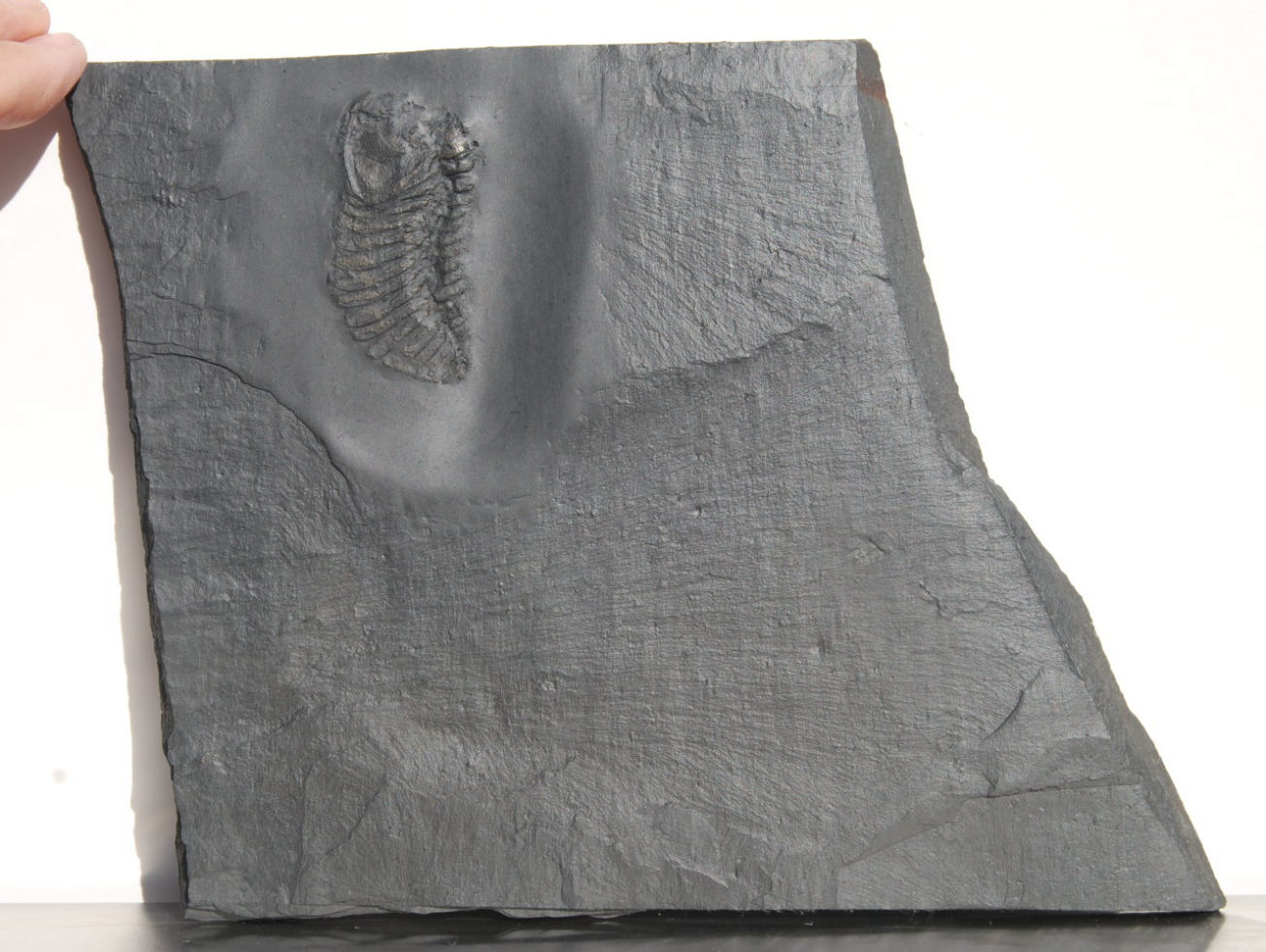 Chotecops ferdinandi_Bundenbach