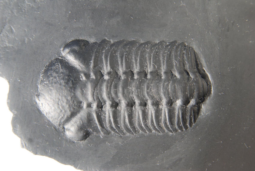 Chotecops ferdinandi_Bundenbach_zoom