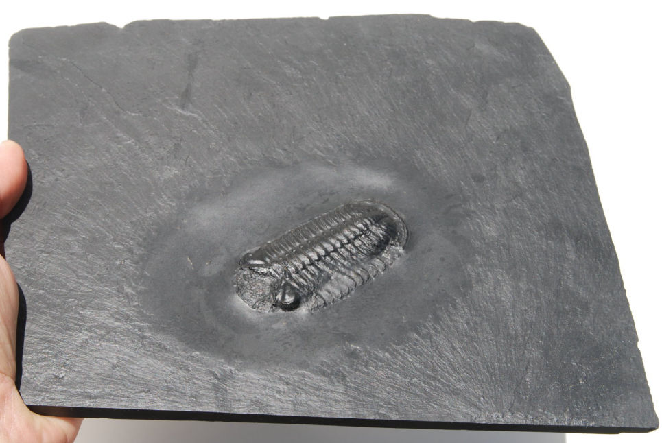 Chotecops ferdinandi_Bundenbach