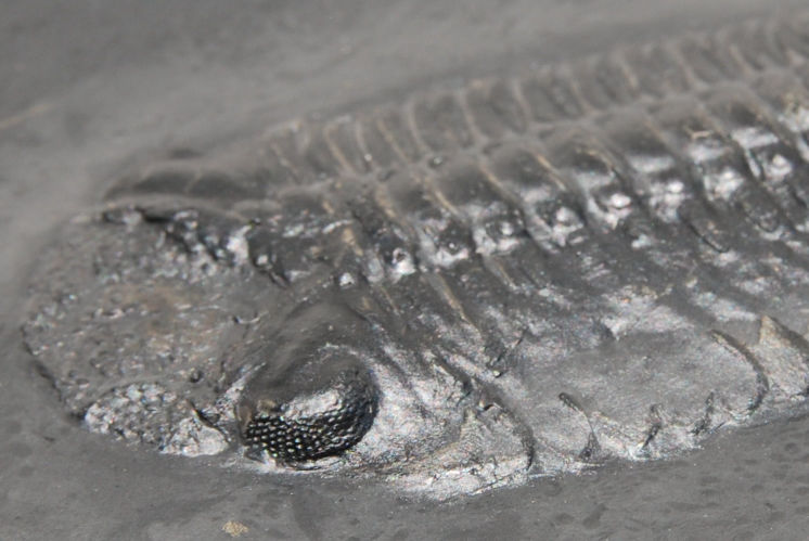 Chotecops ferdinandi_Bundenbach_zoom