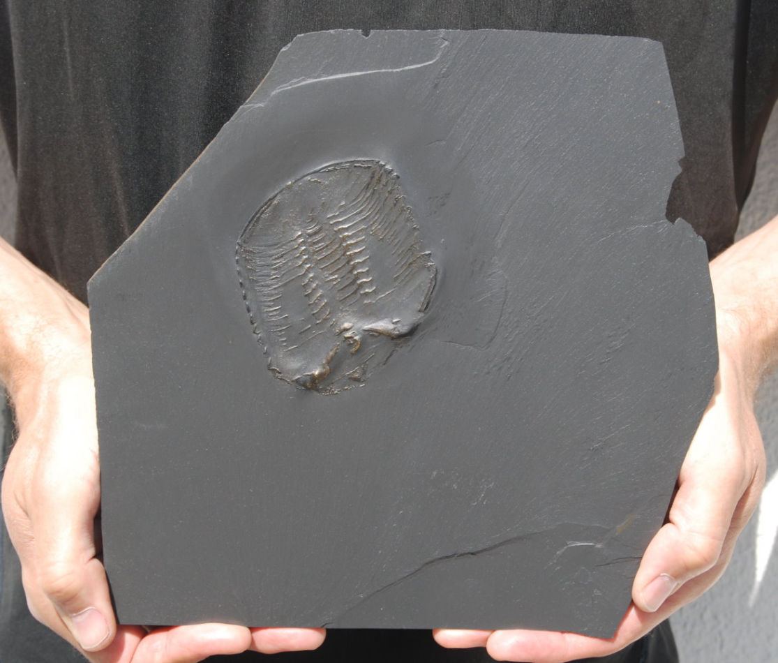 Chotecops ferdinandi_Bundenbach