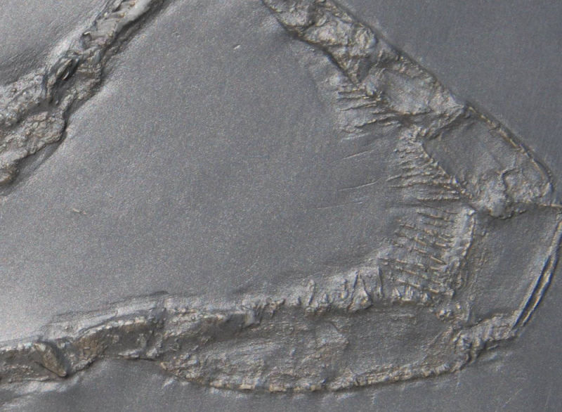 Palaeoisopus problematicus_Bundenbach_4