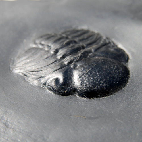 Bundenbach_Arthropoda_Chotecops ferdinandi Bundenbach_Arthropoda_Chotecops ferdinandi