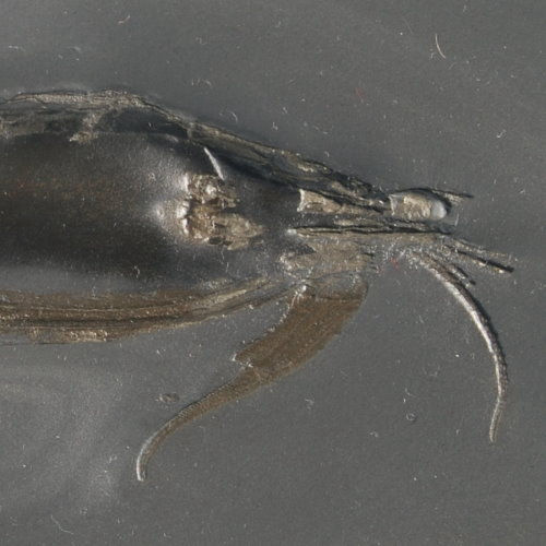 Bundenbach_Arthropoda_Nahecaris stuertzi Bundenbach_Arthropoda_Nahecaris stuertzi