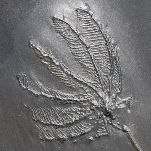 Bundenbach_Crinoids_Hapalocrinus frechi Bundenbach_Crinoids_Hapalocrinus frechi