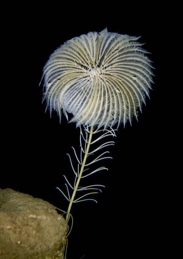 Bundenbach_Crinoids_Living_Fossils