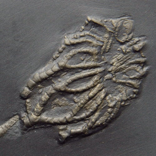 Bundenbach_Crinoids_Taxocrinus stuertzii Bundenbach_Crinoids_Taxocrinus stuertzii