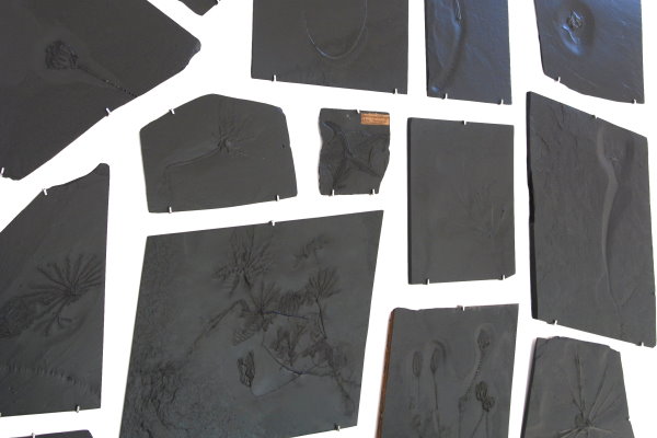 Bundenbach_Fossil_Purchase Bundenbach_Fossil_Purchase