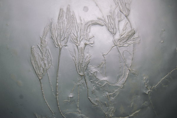 Bundenbach_Fossils_Crinoidea