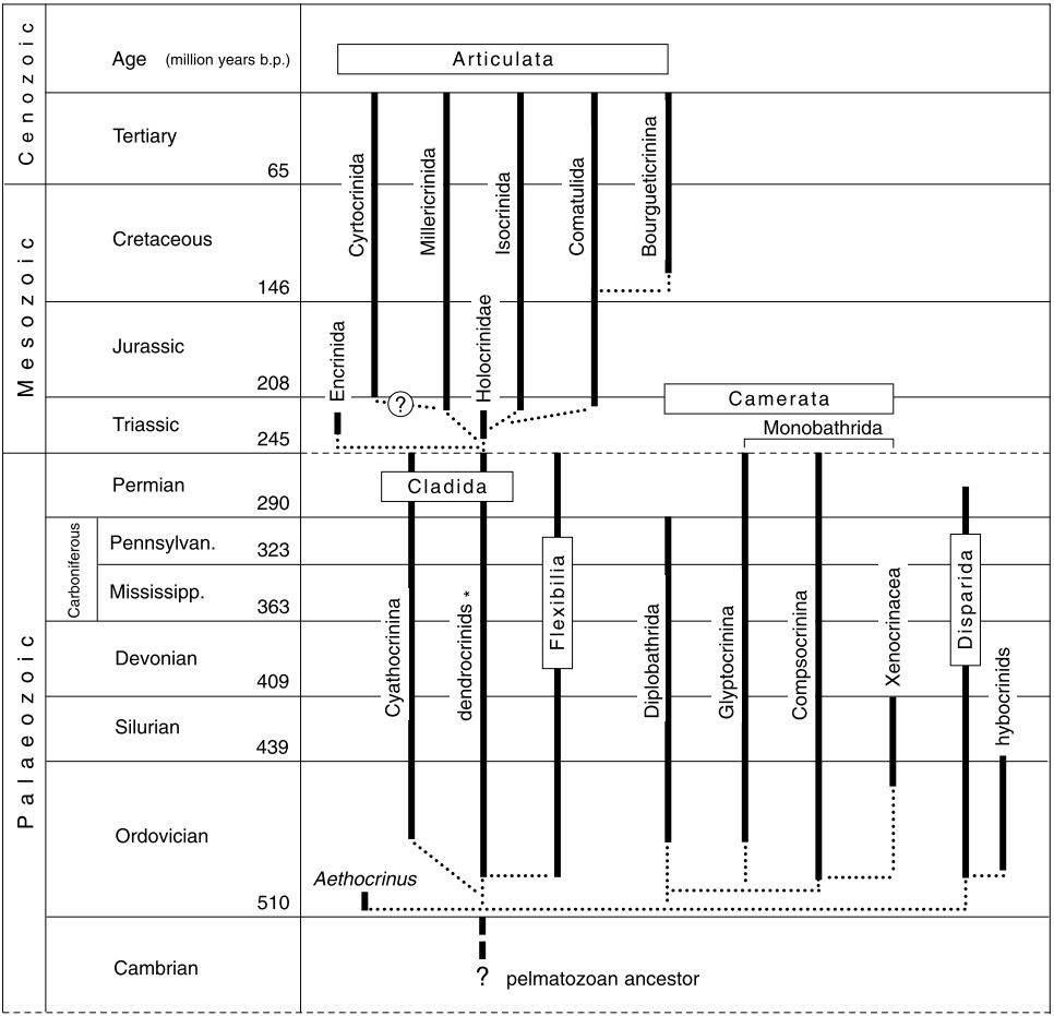 Bundenbach_Phylogeny_Hess_1999
