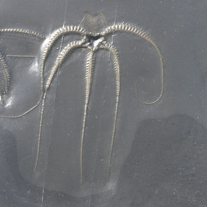 Bundenbach_Starfish_Furcaster decheni Bundenbach_Starfish_Furcaster decheni