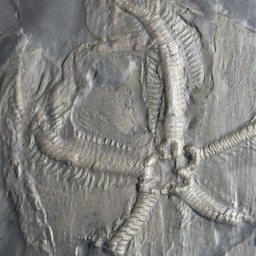 Bundenbach_Starfish_Loriolaster mirablilis Bundenbach_Starfish_Loriolaster mirablilis