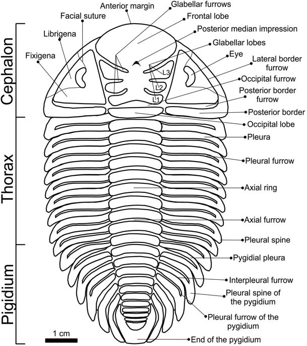 Bundenbach_Trilobites_Anatomy