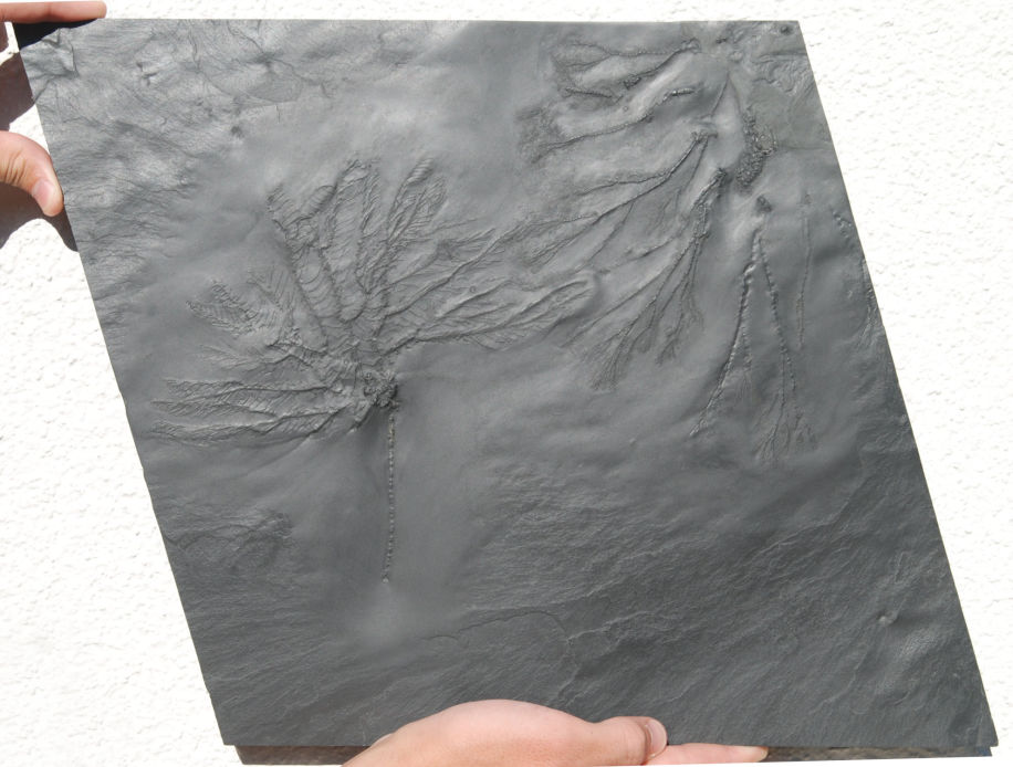 Hapalocrinus frechi , Gastrocrinus giganteus_Bundenbach