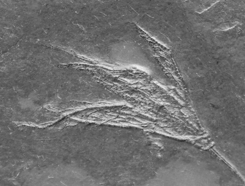 Rhenocrinus ramosus_Bundenbach_zoom