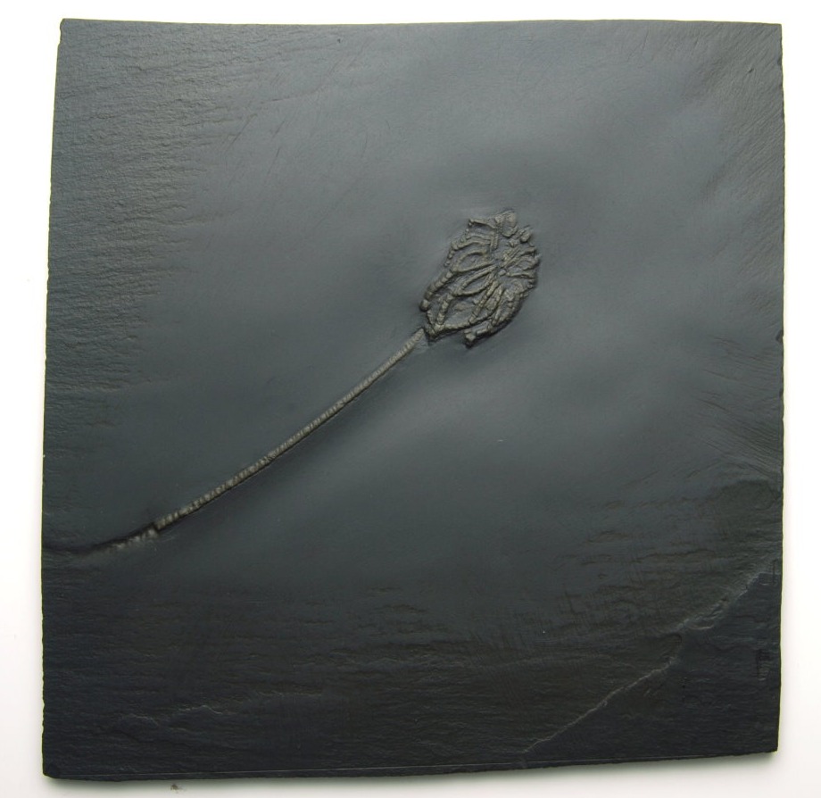 Taxocrinus stuertzii_Bundenbach