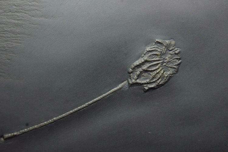 Taxocrinus stuertzii_Bundenbach_zoom