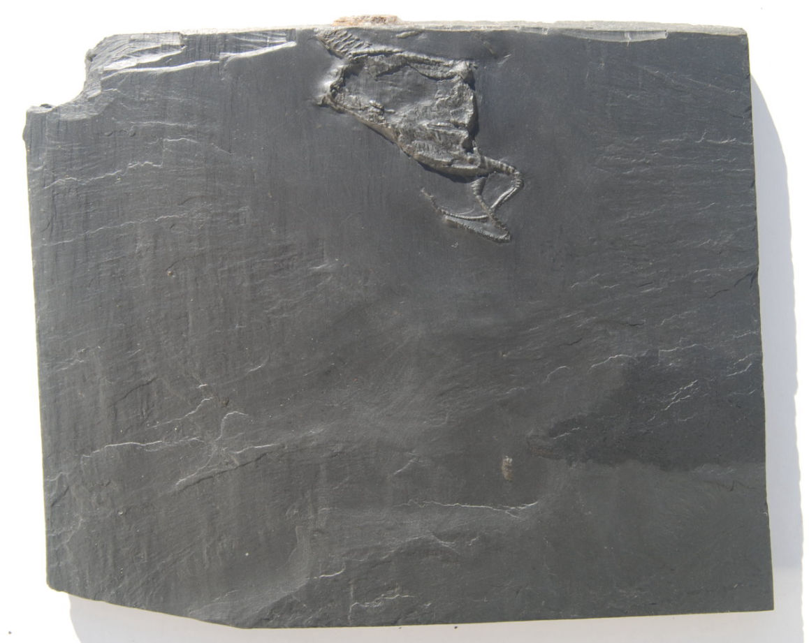 Regulaecystis pleurocystoides_Bundenbach