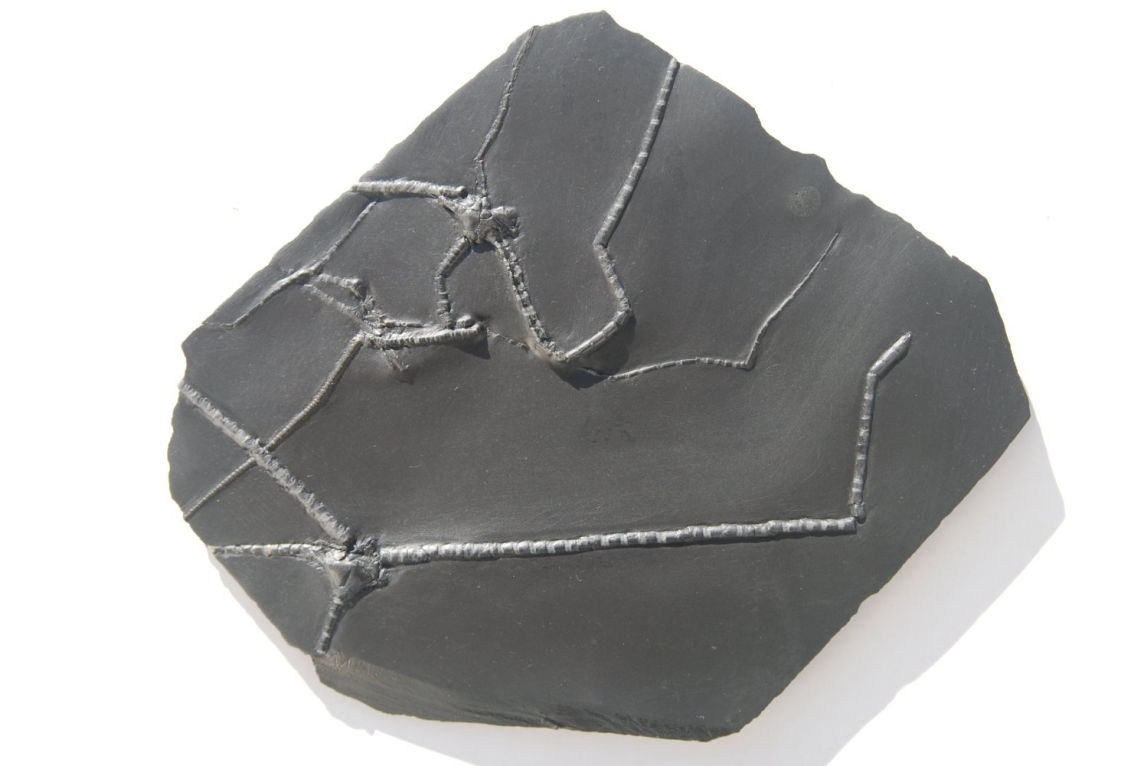 Triacrinus koeniswaldi, Bactrocrinites jaekeli_Bundenbach