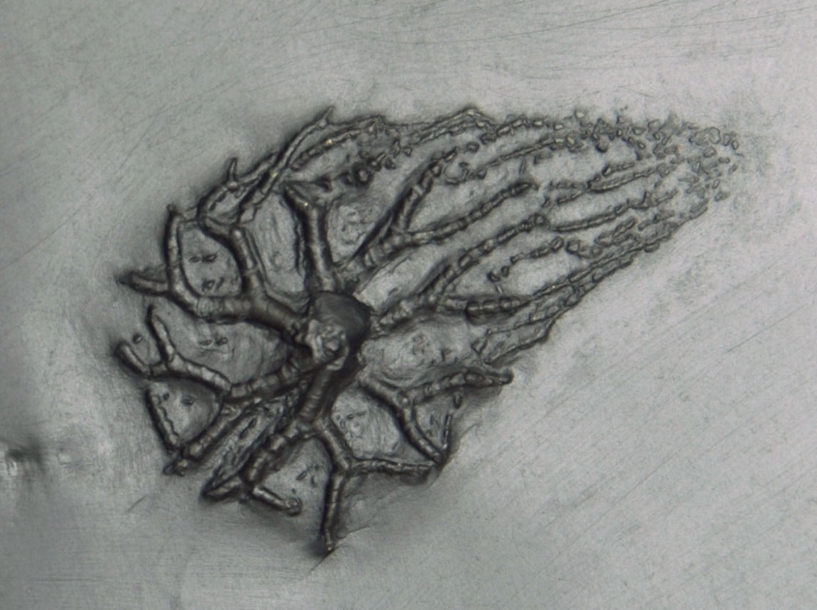 Taxocrinus stuertzi_Bundenbach_zoom