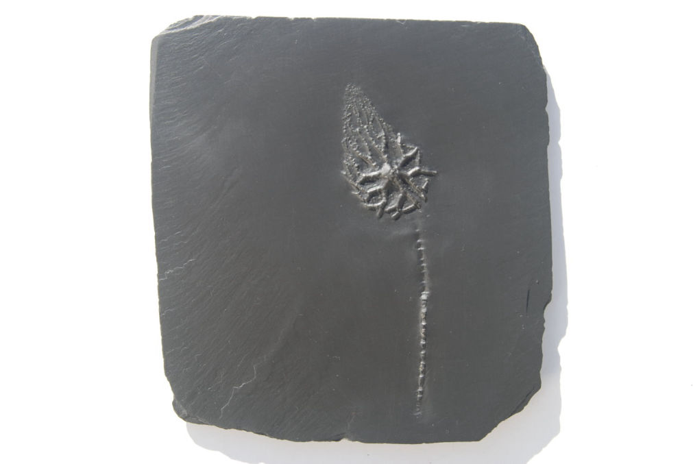 Taxocrinus stuertzi_Bundenbach