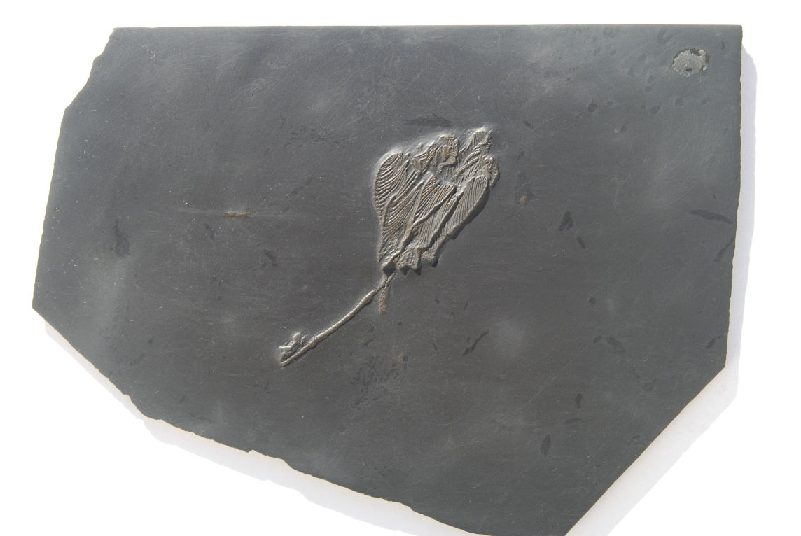 Hapalocrinus elegans_Bundenbach