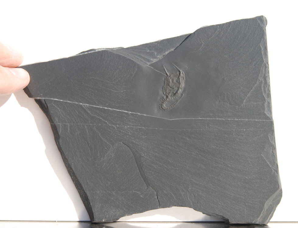 Rhenocsystis latipedunculata_Bundenbach