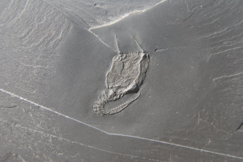 Rhenocsystis latipedunculata_Bundenbach_zoom