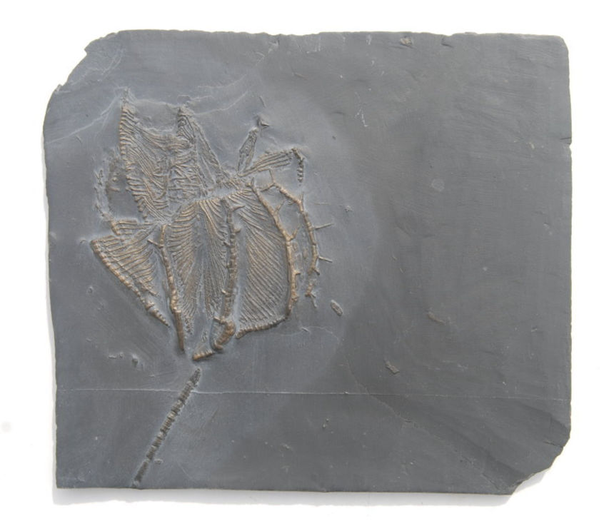 Imitatocrinus gracilor_Bundenbach