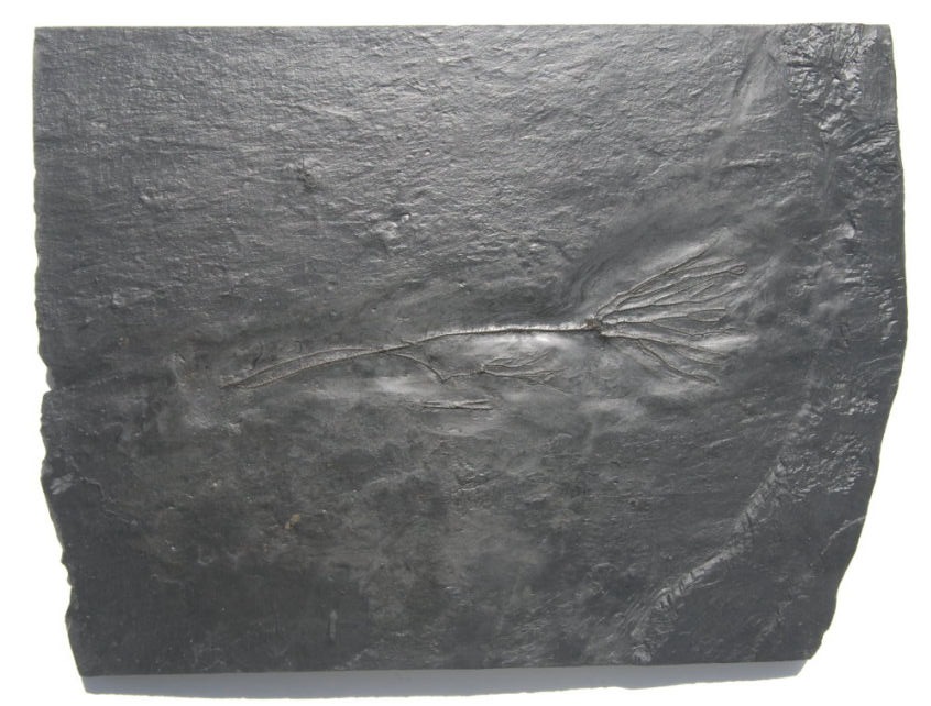 Bactrocrinites jaekeli_Bundenbach_zoom