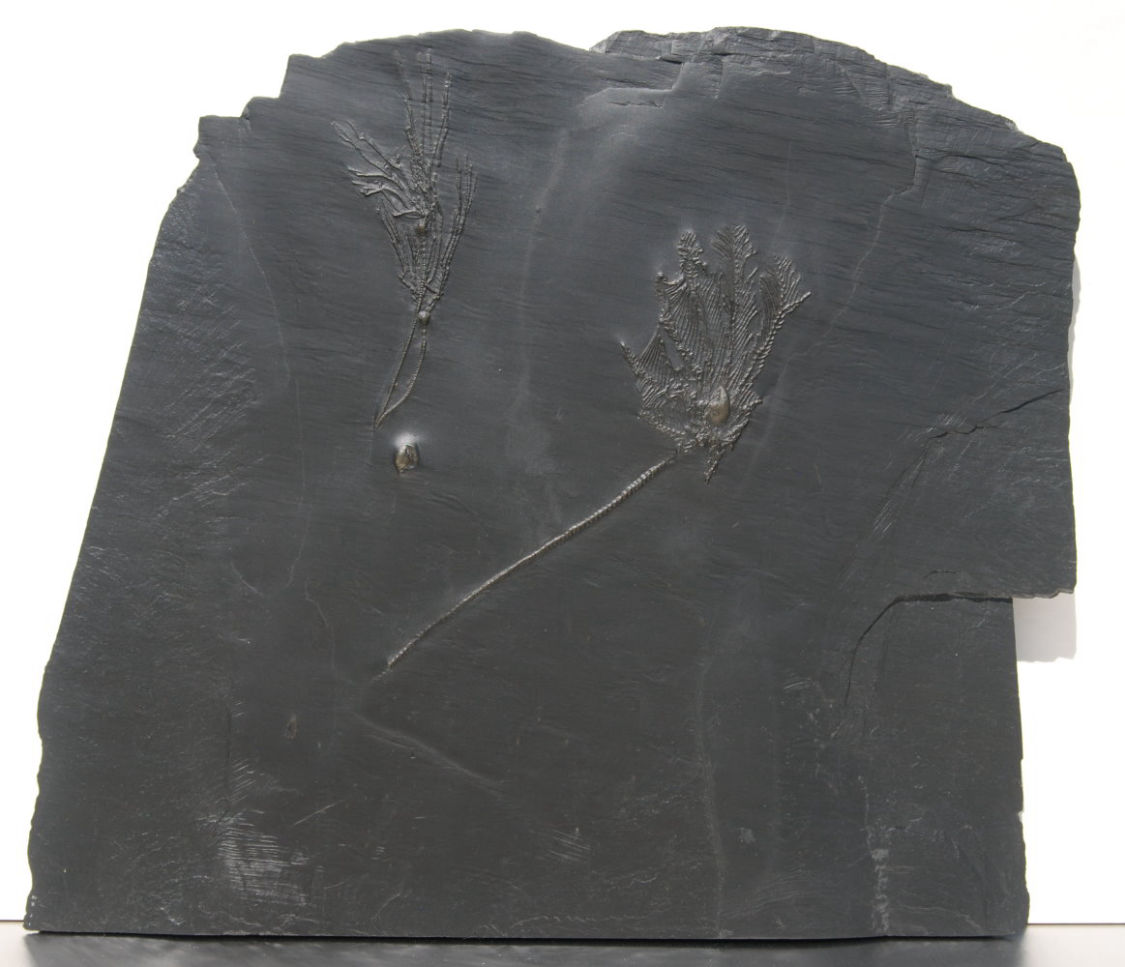 Hapalocrinis frechi, Platyceras, Bactrocrinites jaekeli; Bundenbach