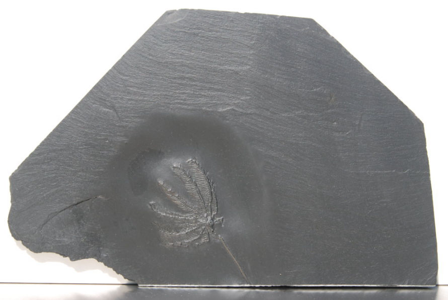 Hapalocrinus frechi; Bundenbach