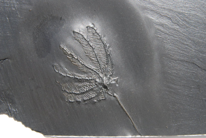 Hapalocrinus frechi; Bundenbach, zoom