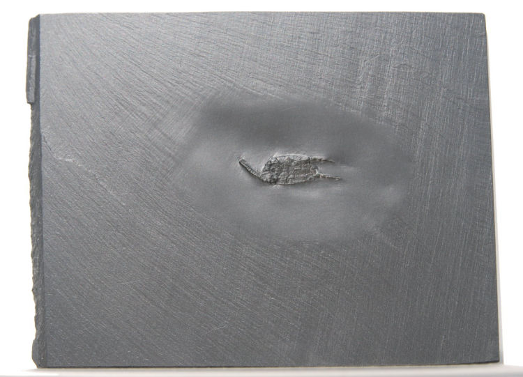 Rhenocsystis latipedunculata_Bundenbach