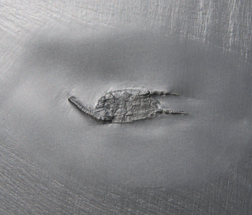 Rhenocsystis latipedunculata_Bundenbach_zoom