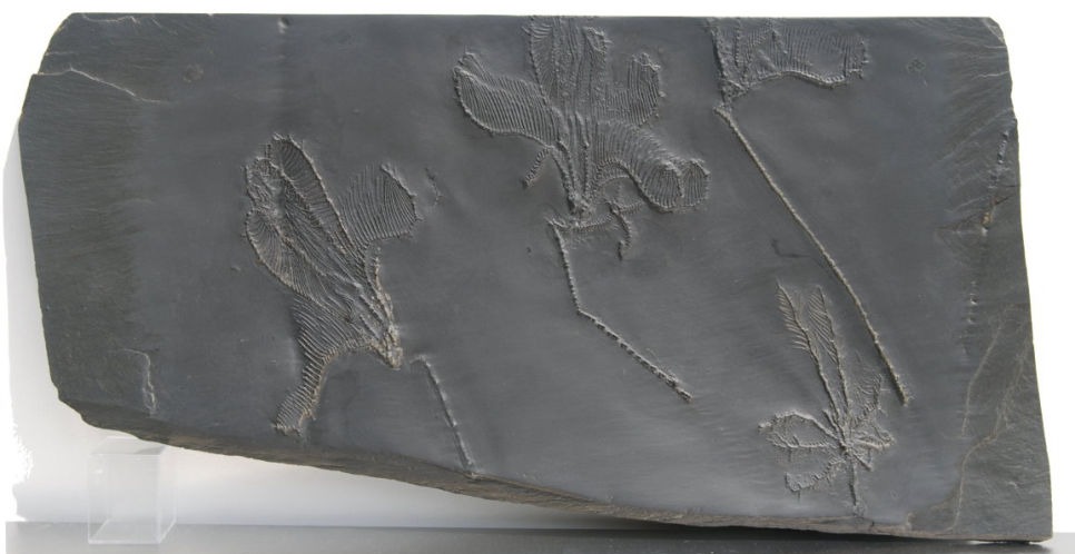 Imitatocrinus gracilior_Bundenbach