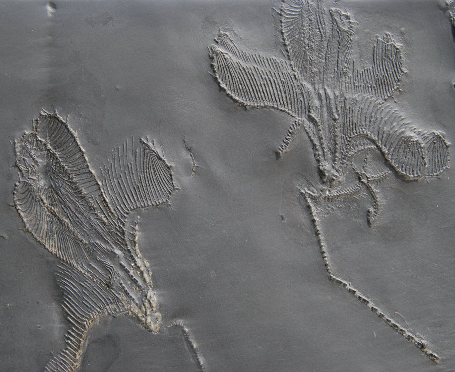 Imitatocrinus gracilior_Bundenbach