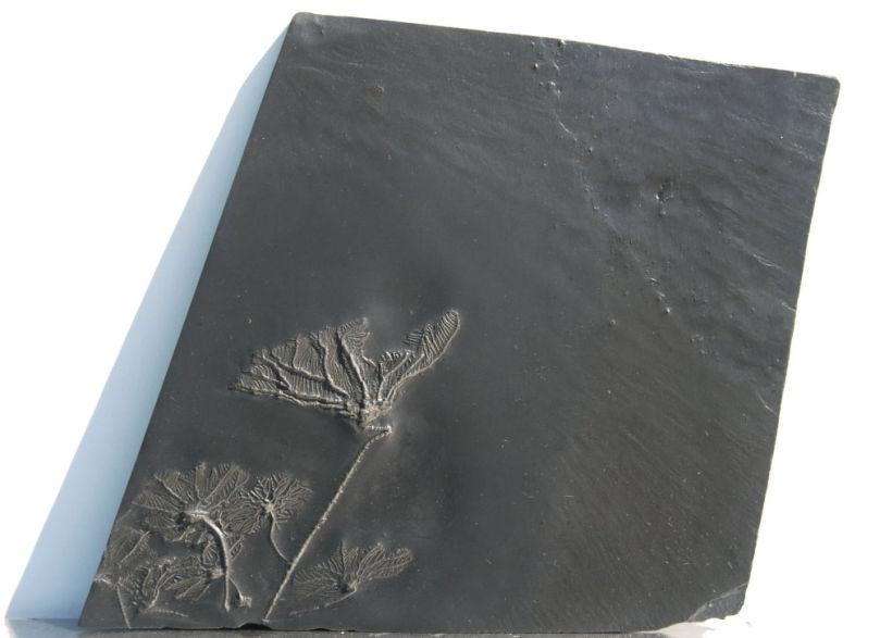 Imitatocrinus gracilor_Bundenbach