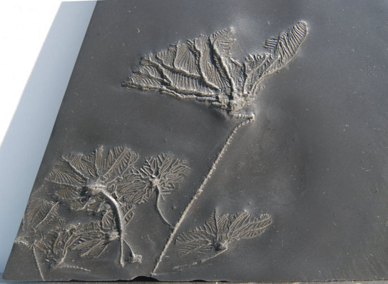 Imitatocrinus gracilor_Bundenbach_zoom